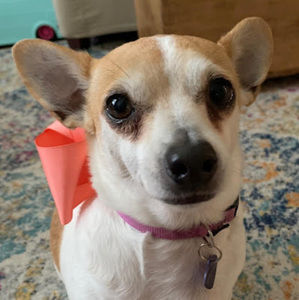 Meet your Posher, Josie